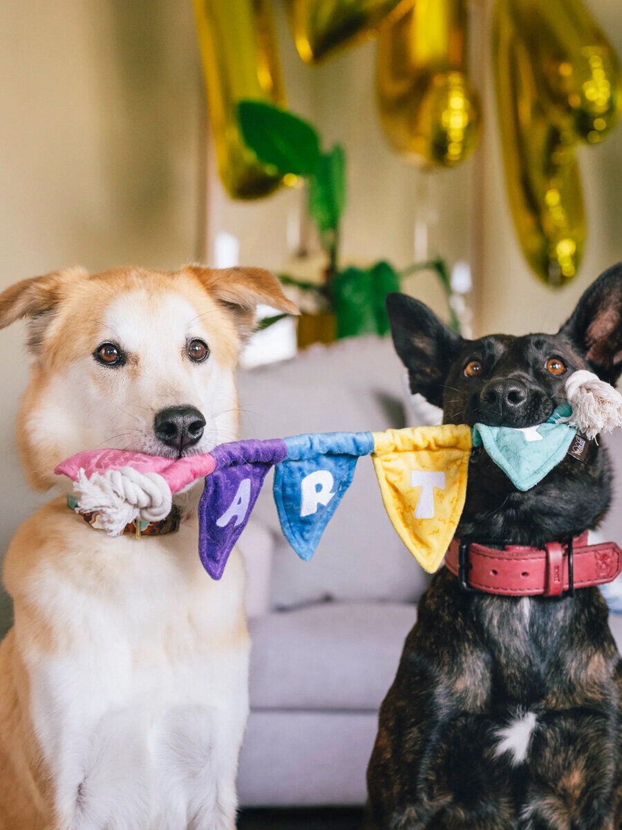 Dog Toy - Party Animals - Birthday Banner - Pet PLAY
