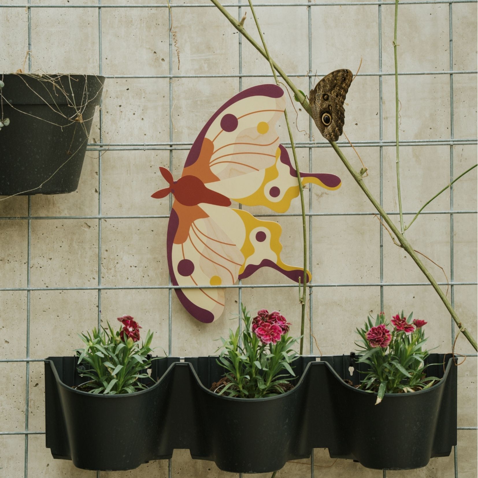 Papillon comète - tableau mural papillon