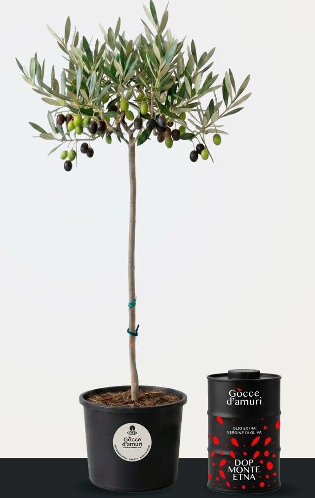 Gòcce D'amuri line - Olive tree