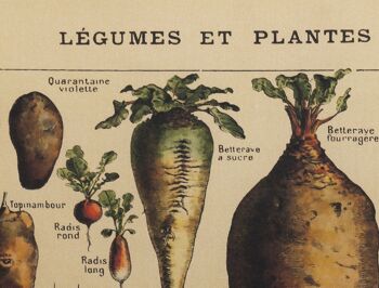 Affiche Textile Légumes Vintage – Toile Murale 3