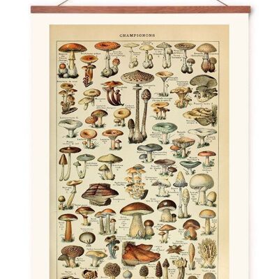 Poster in poster hanger - Mushrooms