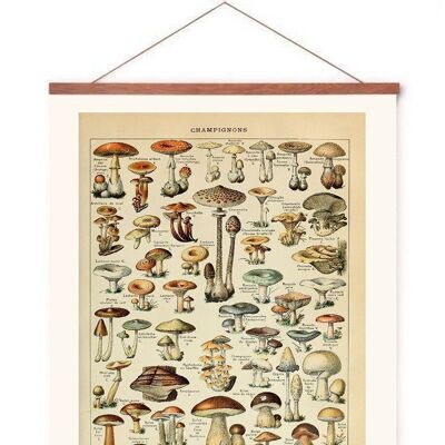 Poster in poster hanger - Mushrooms