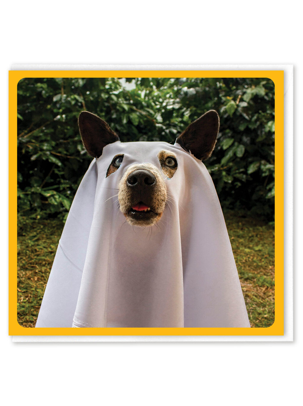 Funny Greetings Card - Ghost Dog by Brainbox Candy