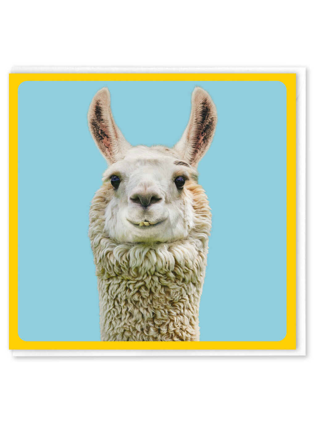 Funny Greetings Card - Alpaca by Brainbox Candy