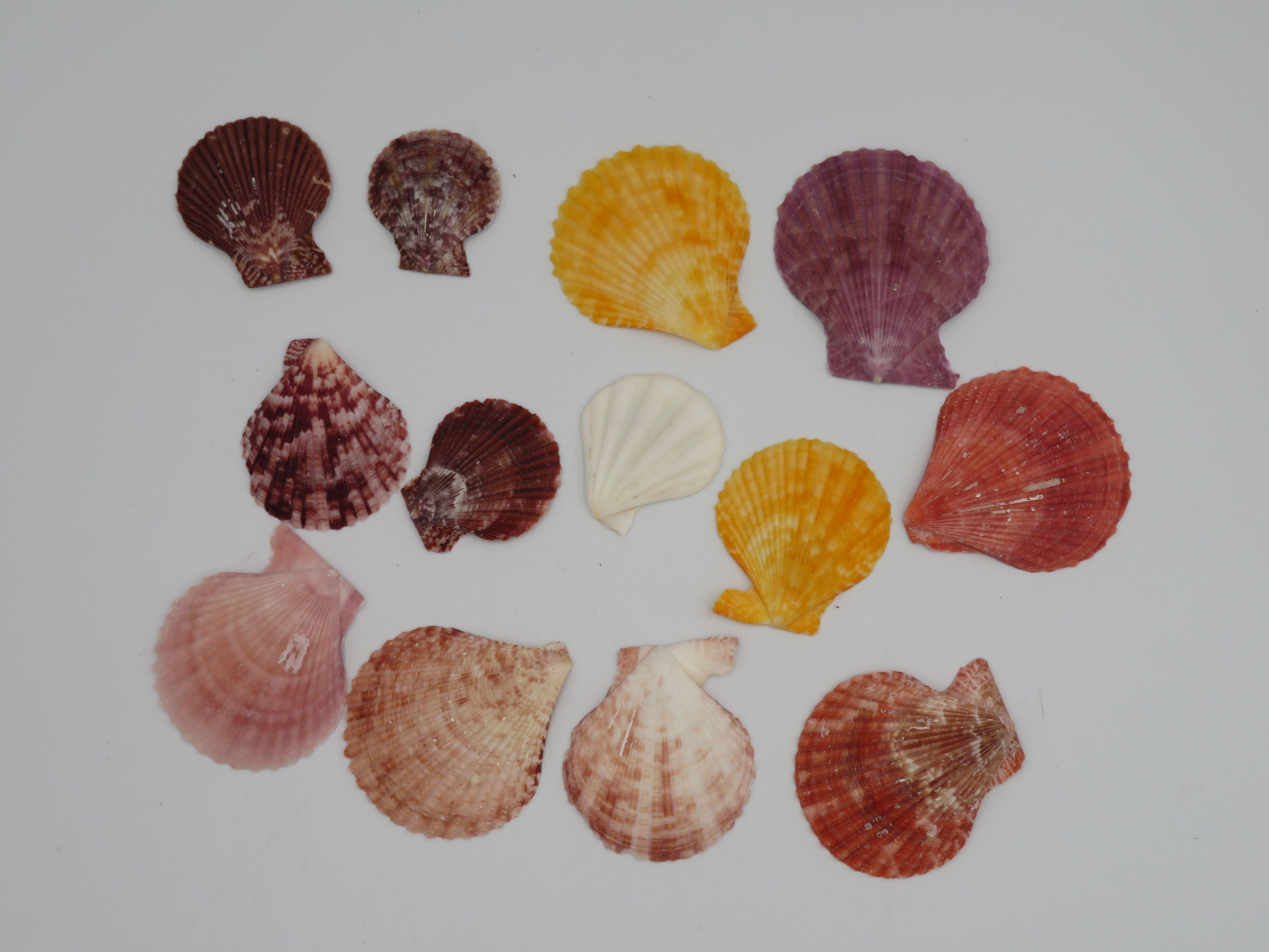 Kipas Warna - 1 kg