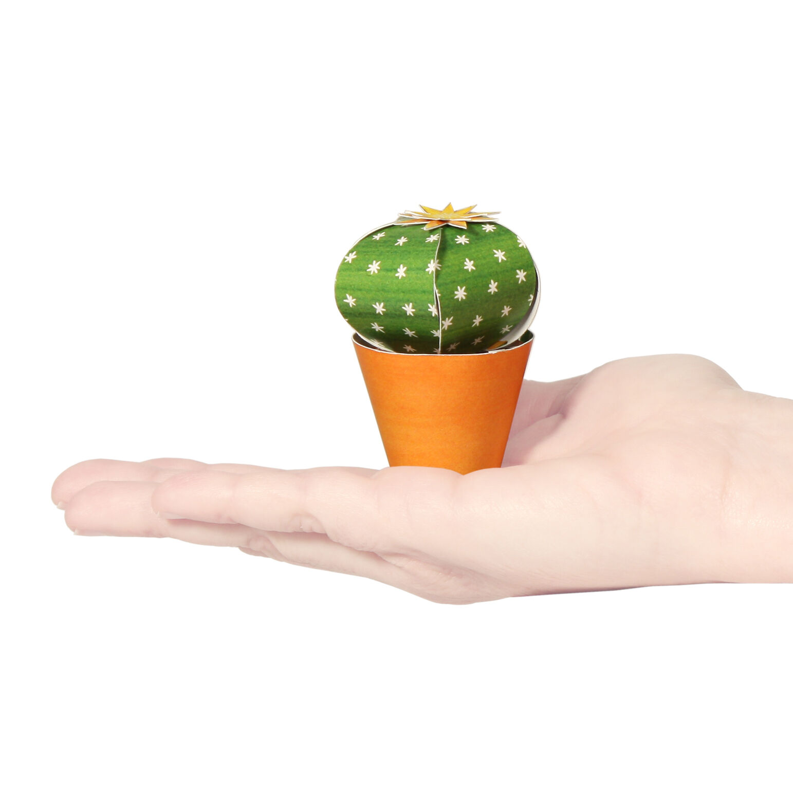 Postal de Echinocactus grusonii