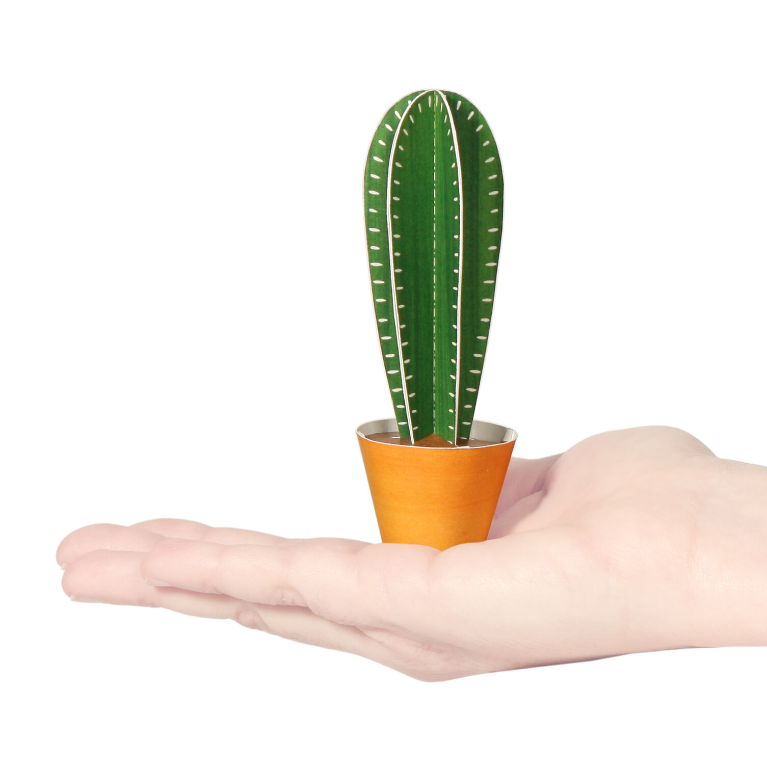 Postal de Cereus peruvianus