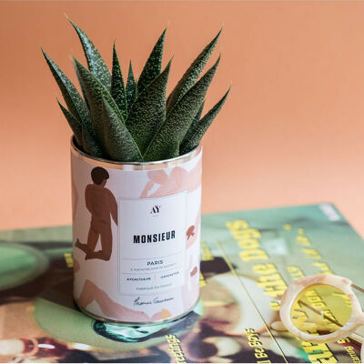 MONSIEUR - Succulent plant