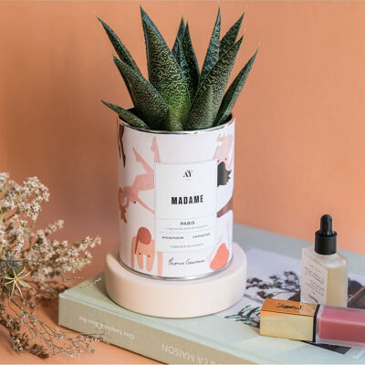 MADAME - Succulent plant