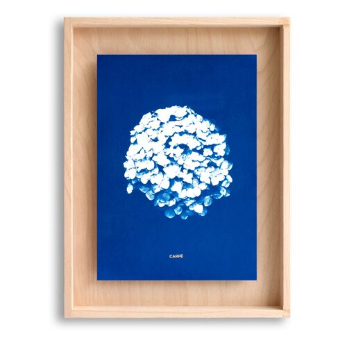 Cadre CYANOTYPE Hortensia