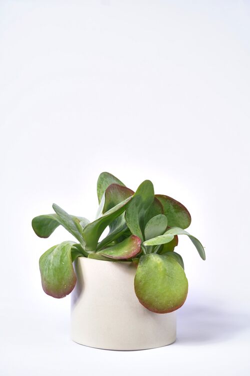 POT XXL - Cache-pot pour plante d'intérieur en béton coloré -  Béton Beige