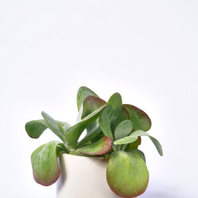 POT XXL - Cache-pot pour plante d'intérieur en béton coloré -  Béton Beige