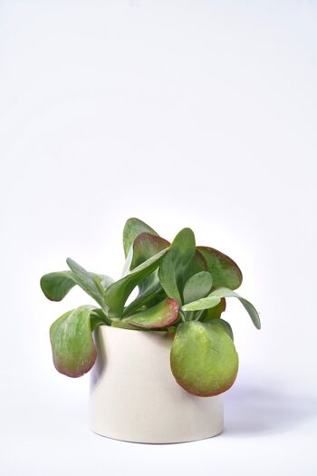 POT XXL - Cache-pot pour plante d'intérieur en béton coloré -  Béton Beige 1