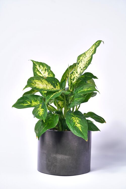 POT XXL - Cache-pot pour plante d'intérieur en béton coloré -  Béton Anthracite