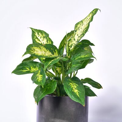 POT XXL - Cache-pot pour plante d'intérieur en béton coloré -  Béton Anthracite