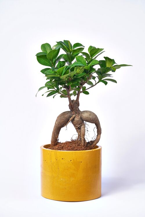 POT XXL - Cache-pot pour plante d'intérieur en béton coloré -  Béton Jaune