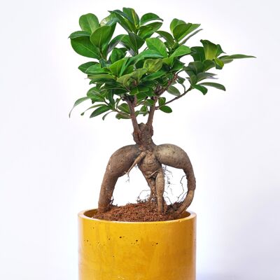 POT XXL - Cache-pot pour plante d'intérieur en béton coloré -  Béton Jaune