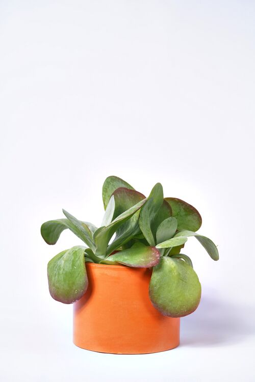 POT XXL - Cache-pot pour plante d'intérieur en béton coloré -  Béton Orange