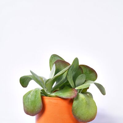XXL POT - Colored concrete indoor plant pot - Concrete Orange