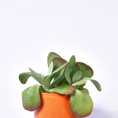 XXL POT - Blumentopf aus farbigem Beton - Beton Orange