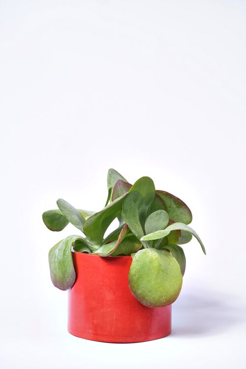 POT XXL - Cache-pot pour plante d'intérieur en béton coloré -  Béton Rouge