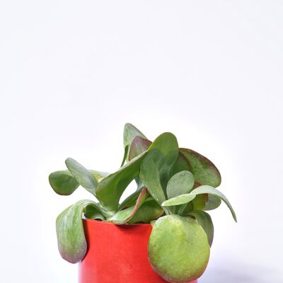 XXL POT - Colored concrete indoor plant pot - Red Concrete