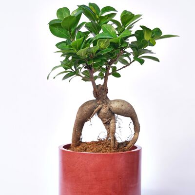 POT XXL - Cache-pot pour plante d'intérieur en béton coloré -  Béton Brique