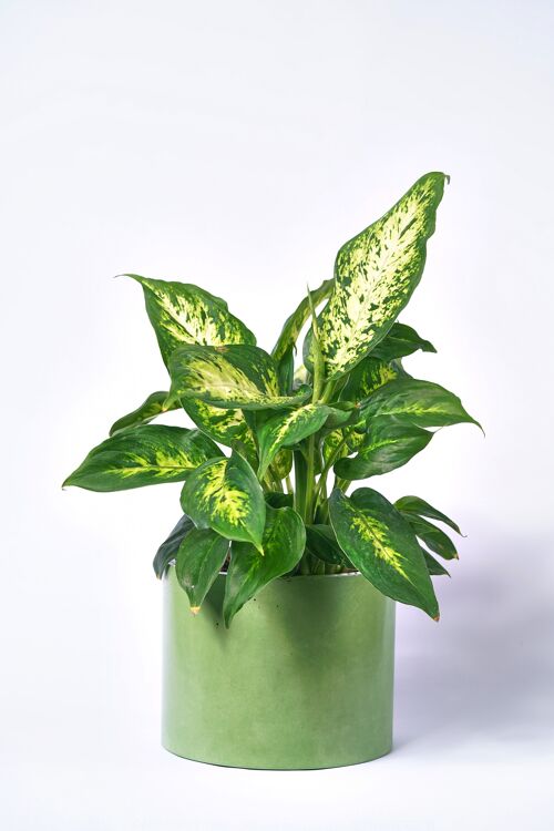 POT XXL - Cache-pot pour plante d'intérieur en béton coloré -  Béton Vert