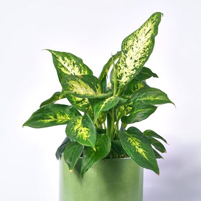 XXL POT - Colored concrete indoor plant pot - Green Concrete