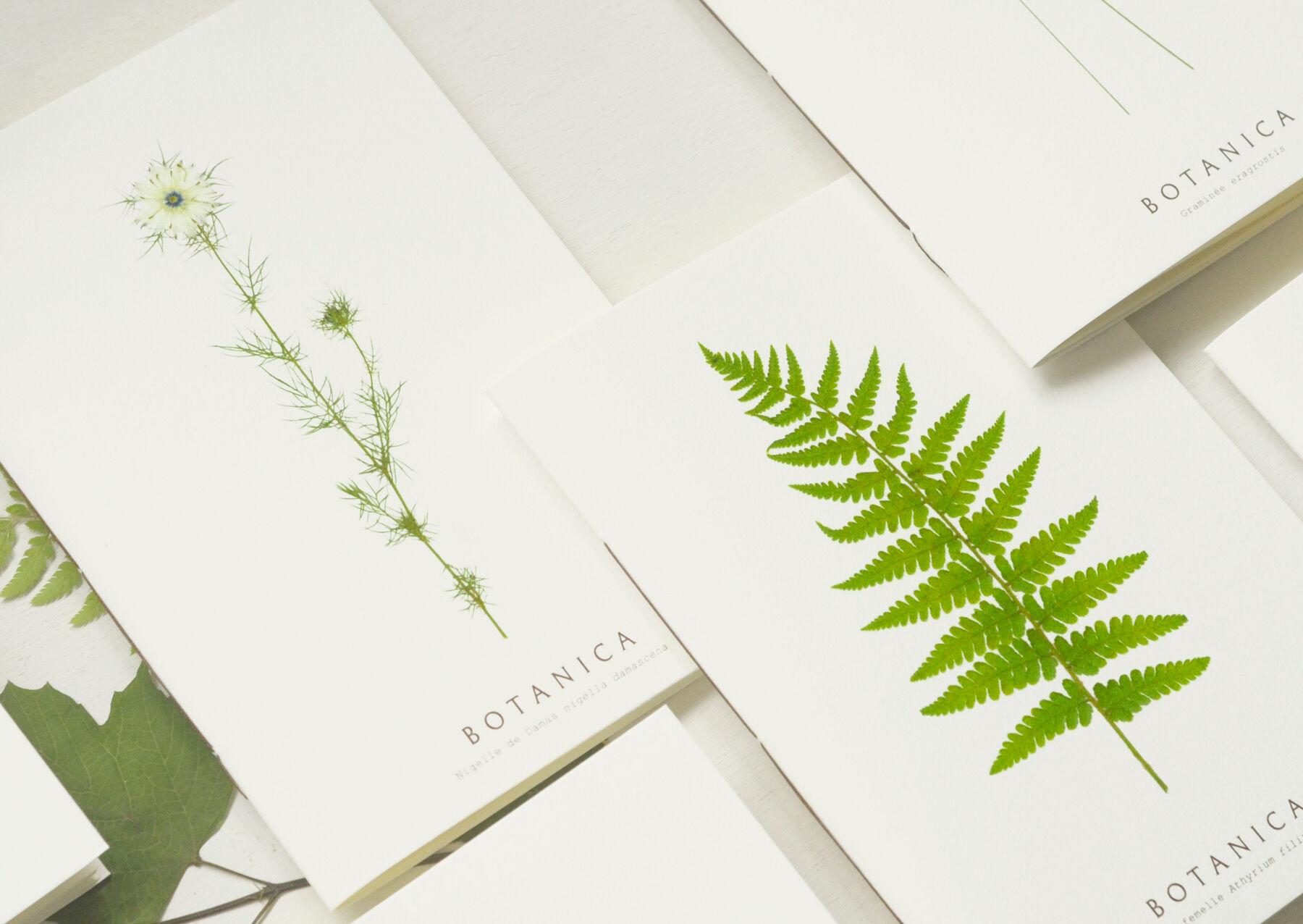 Sommer-Schreibwaren: Botanica-Entdeckerset (passende Karten & Notizbücher) • handgefertigt – gestaffelte Preise