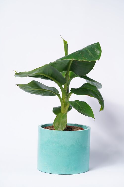POT XXL - Cache-pot pour plante d'intérieur en béton coloré -  Béton Turquoise