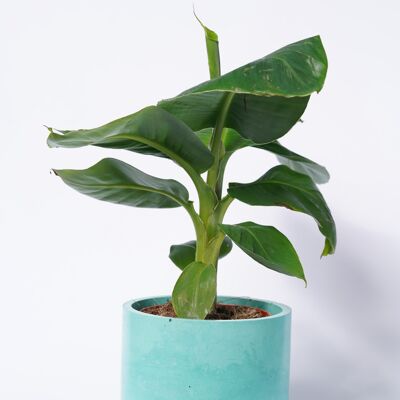 XXL POT - Colored concrete indoor plant pot - Concrete Turquoise