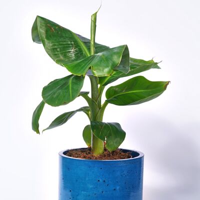 POT XXL - Indoor plant pot in colored concrete - Petrol Blue Concrete