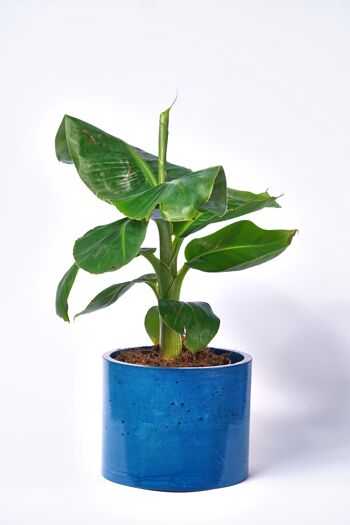 POT XXL - Cache-pot pour plante d'intérieur en béton coloré -  Béton Bleu Pétrole 1