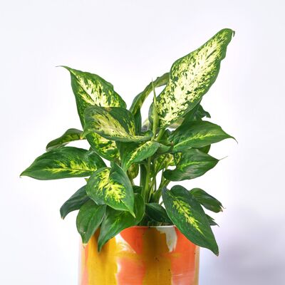 XXL POT - Indoor plant pot in colored concrete - Concrete Tie & Dye Orange and Yellow