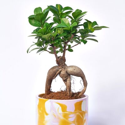 XXL POT - Vaso per piante da interno in cemento colorato - Tie & Dye Concrete Pink and Yellow