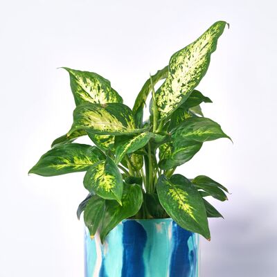 POT XXL - Indoor plant pot in colored concrete - Concrete Tie&Dye Petrol Blue and Turquoise
