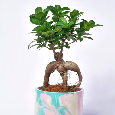 XXL POT - Indoor plant pot in colored concrete - Concrete Tie & Dye Pink and Turquoise