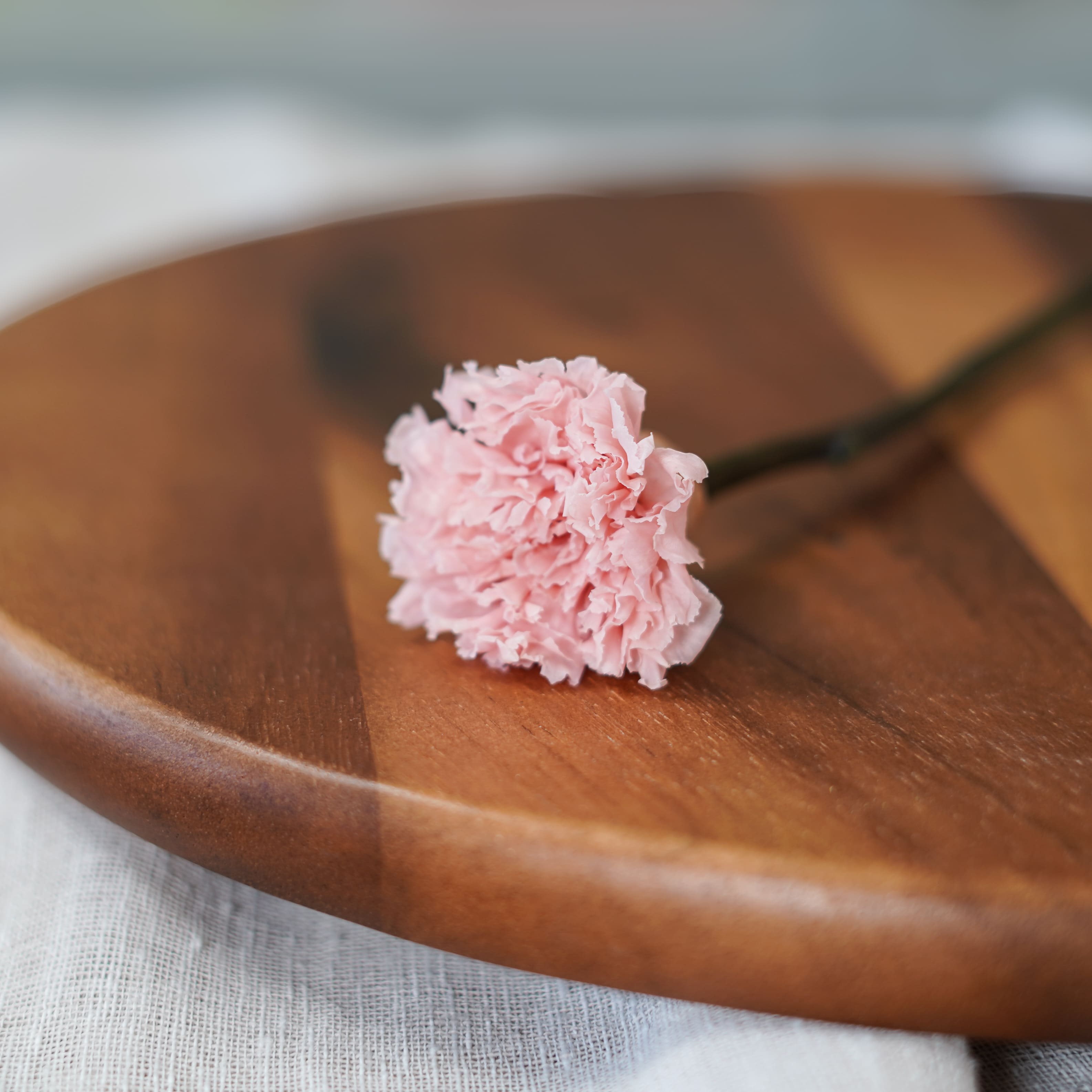 Oeillet stabilisé rose pâle