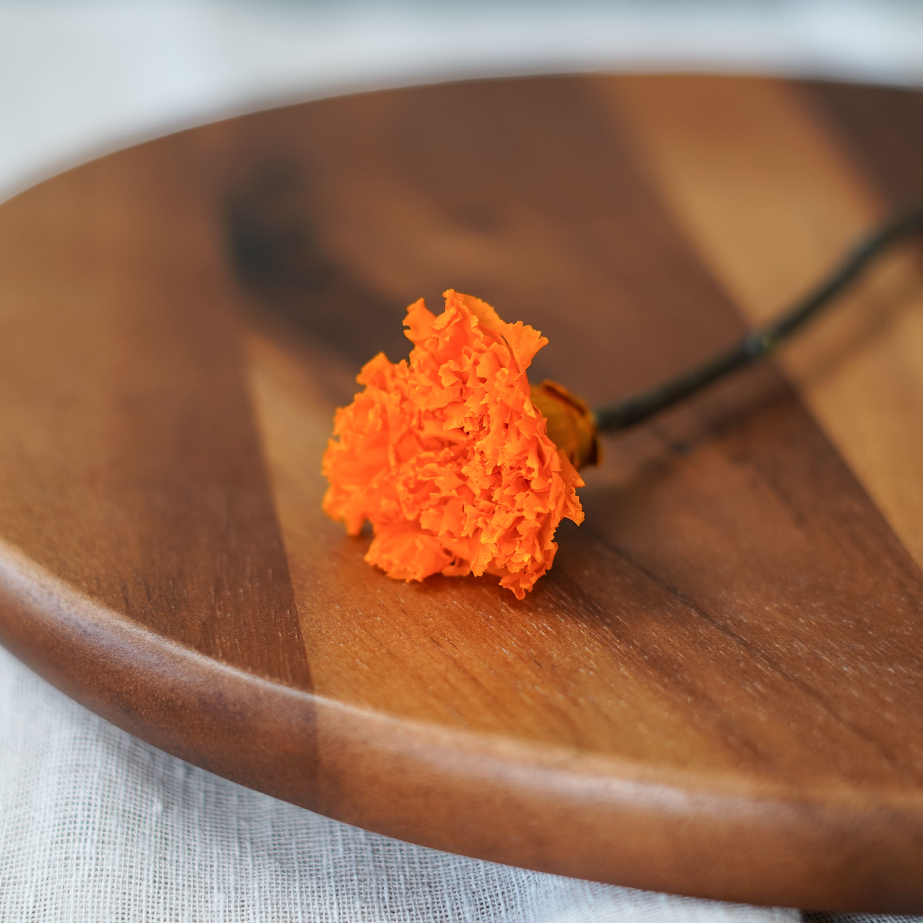 Oeillet stabilisé orange