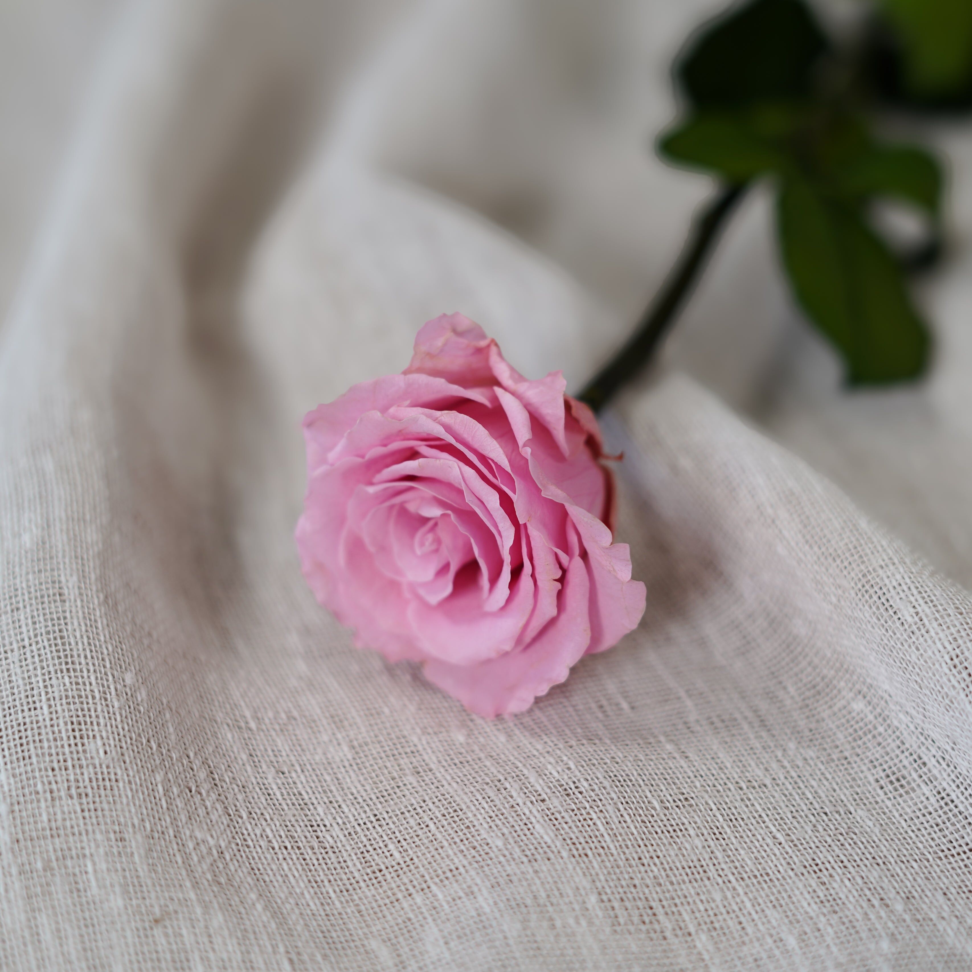 Rose éternelle rose pâle