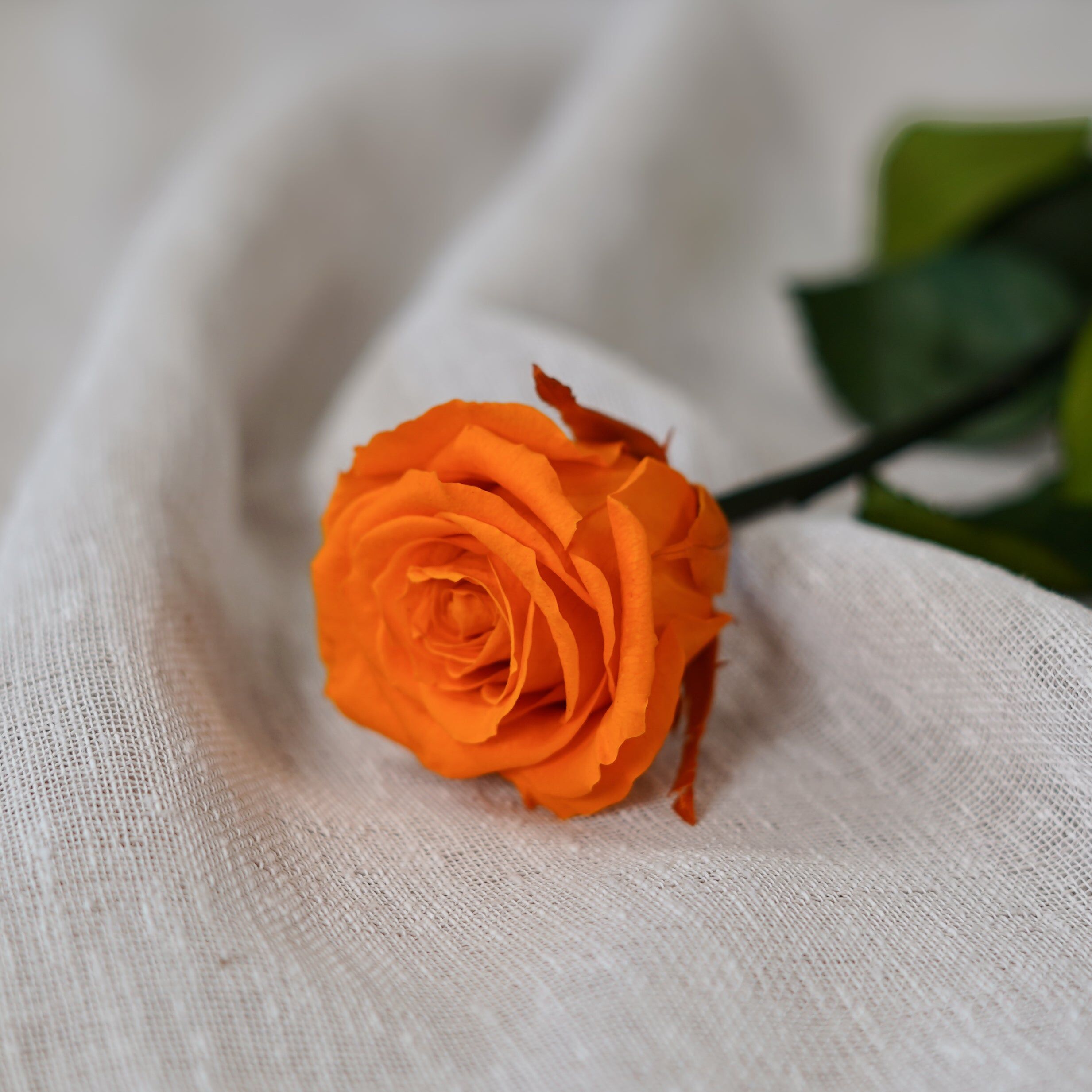 Rose éternelle orange