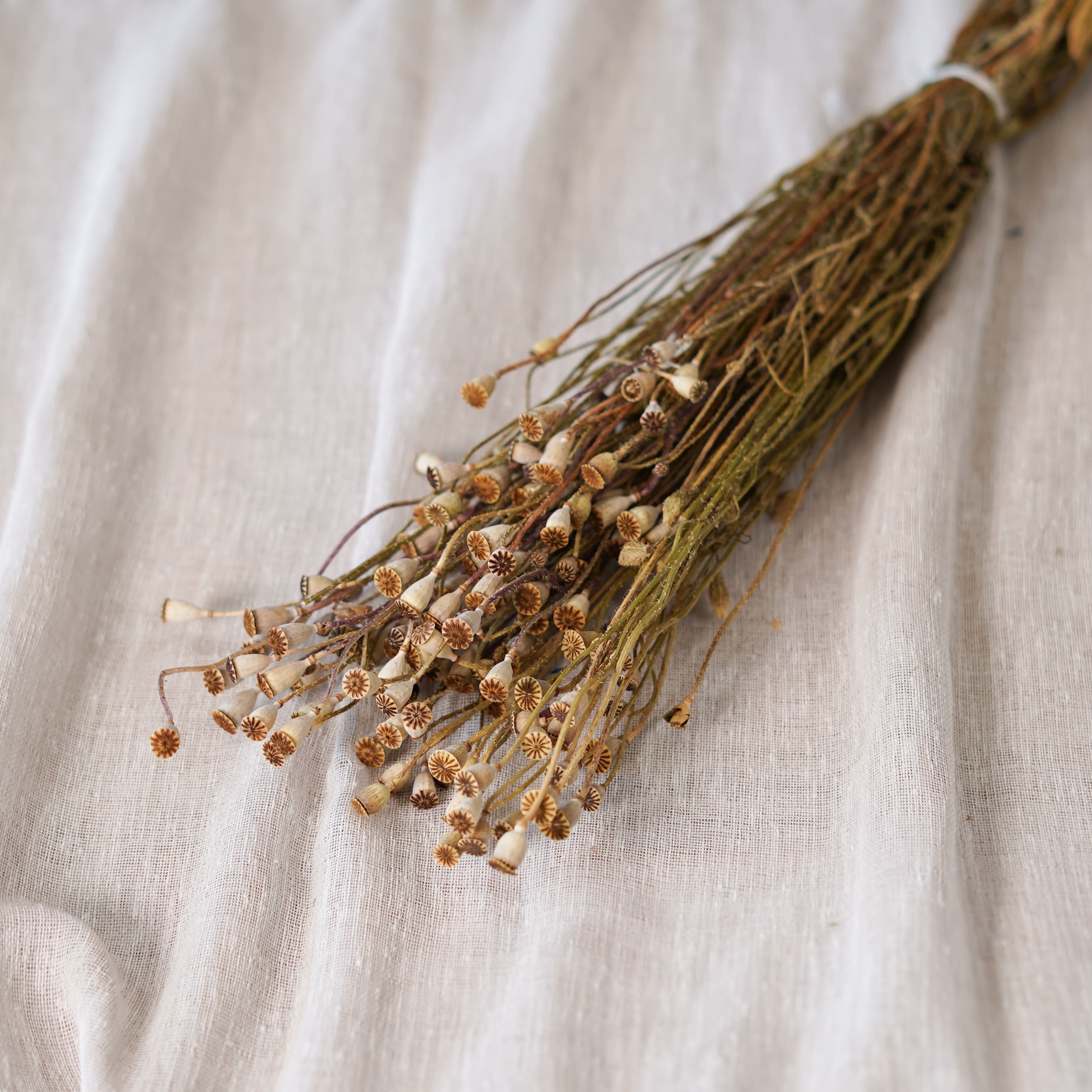 Botte de mini pavots naturel