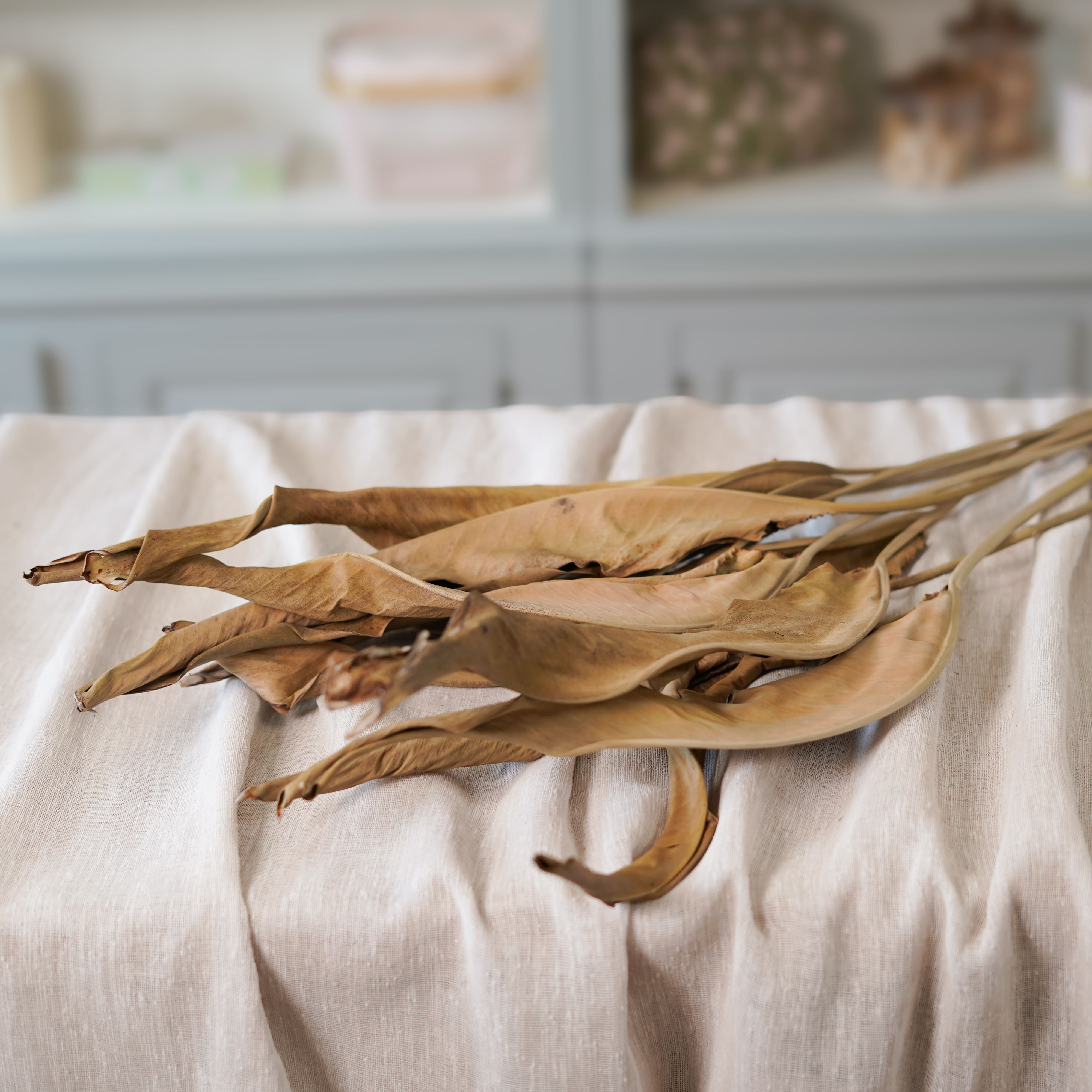 Botte de Strelizia