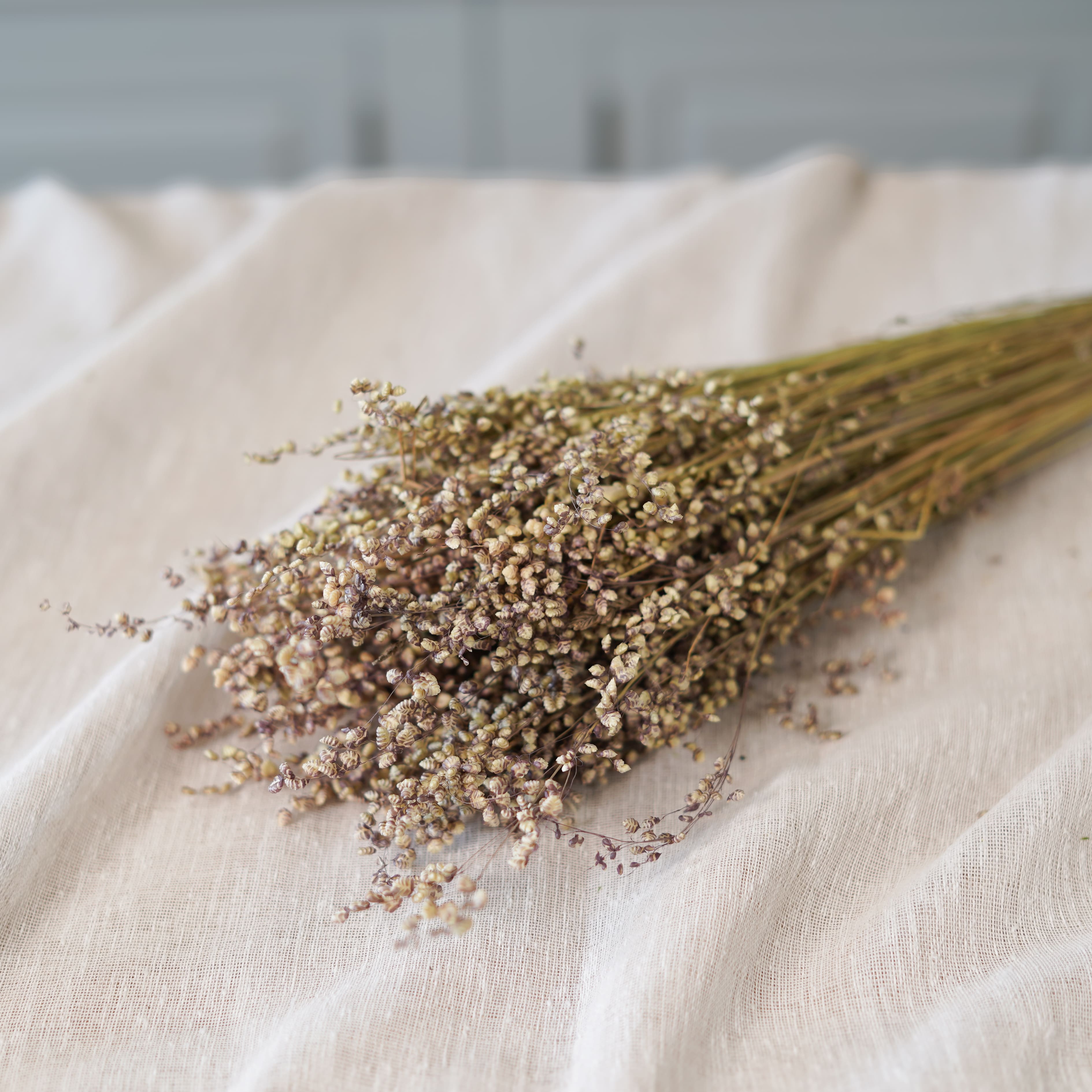Botte de briza minor naturel