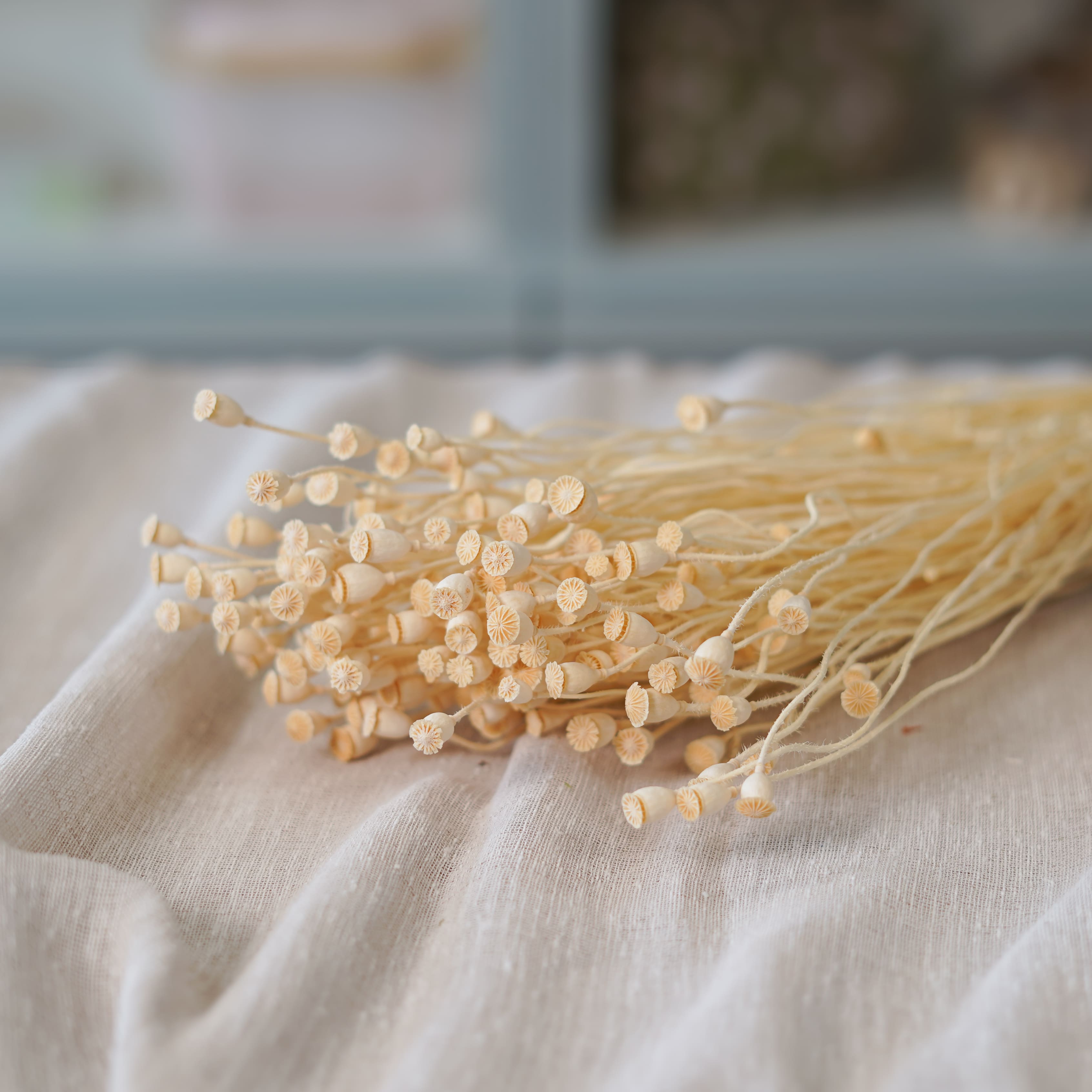 Botte de mini pavots blancs