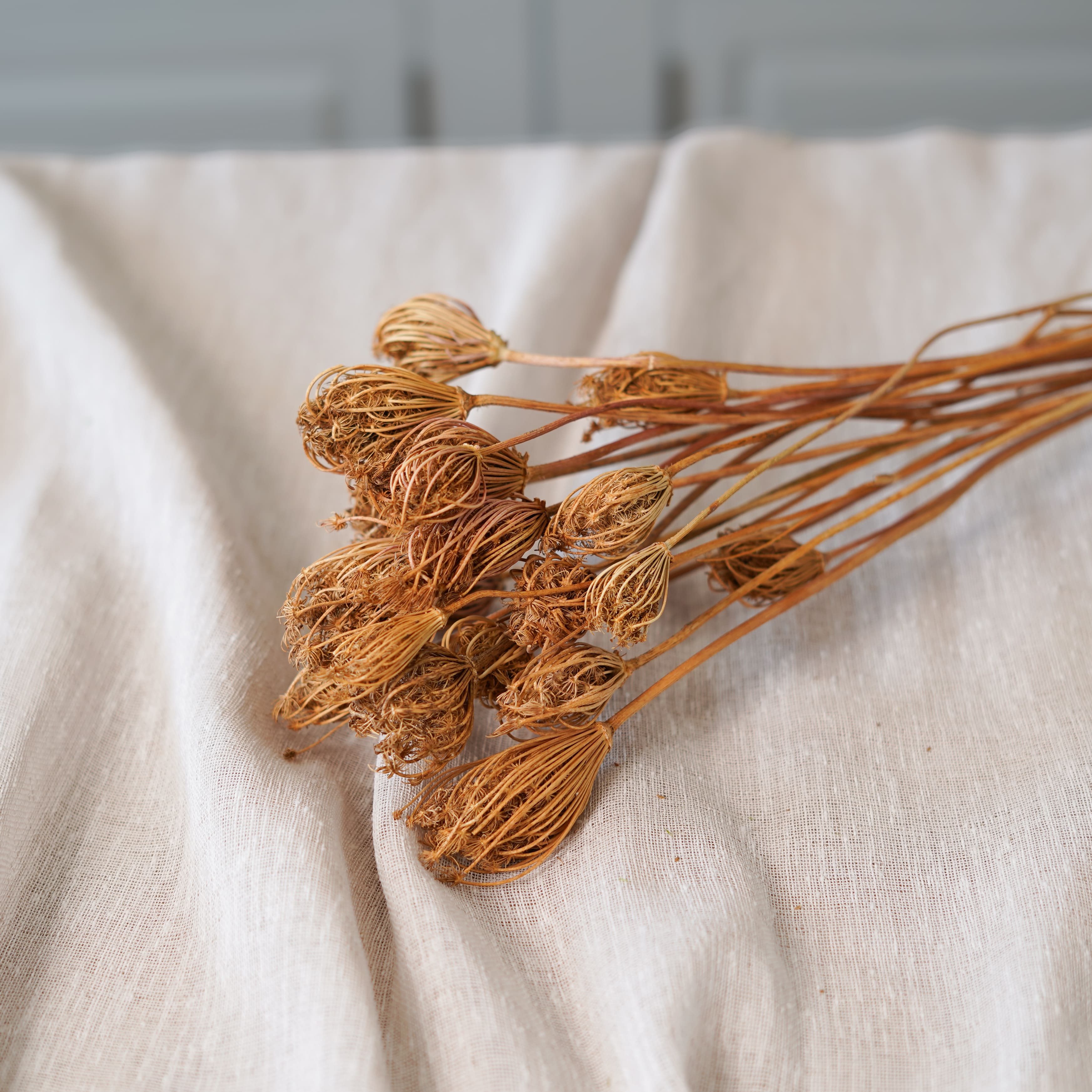 Botte de fenouil naturel