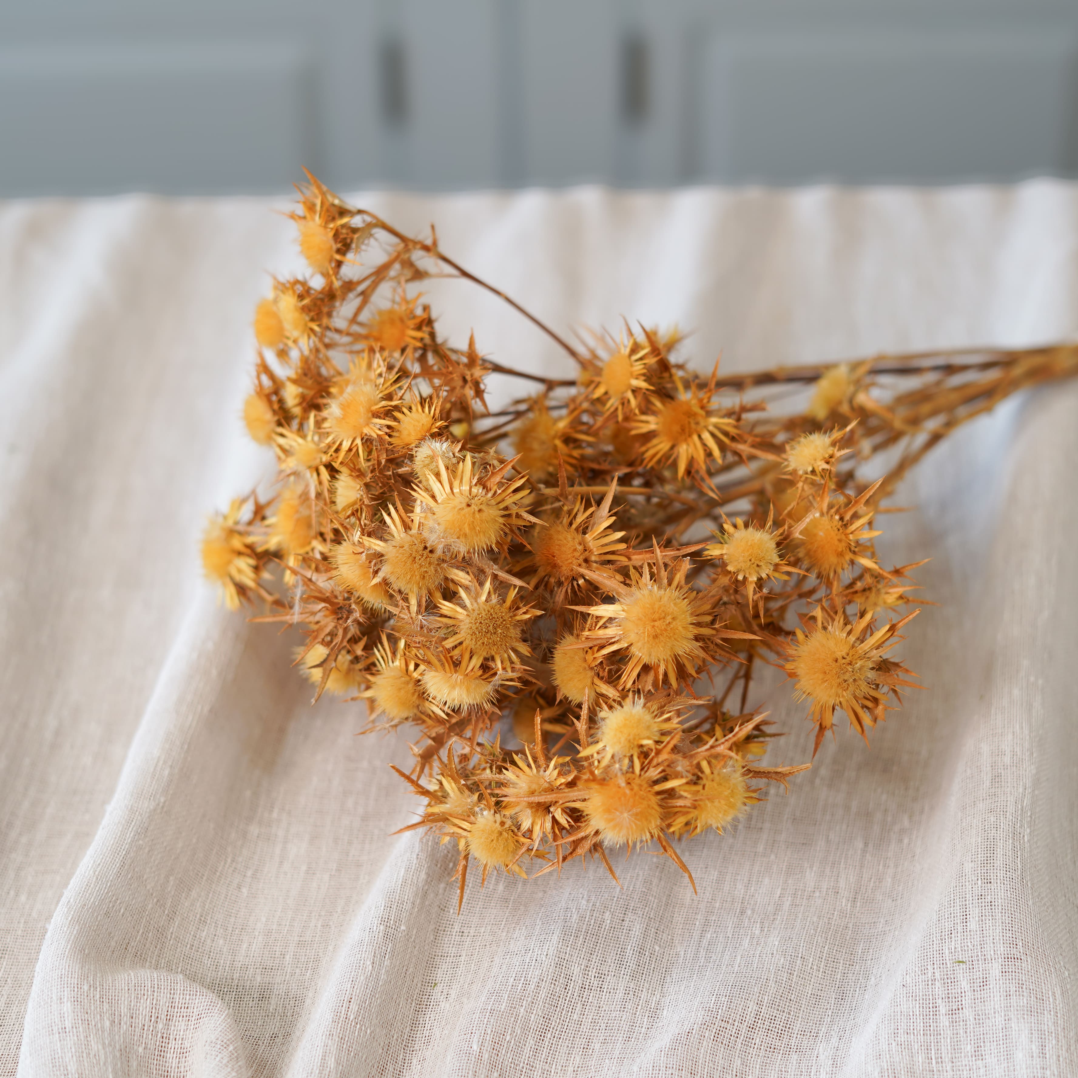 Botte de panicaut naturel