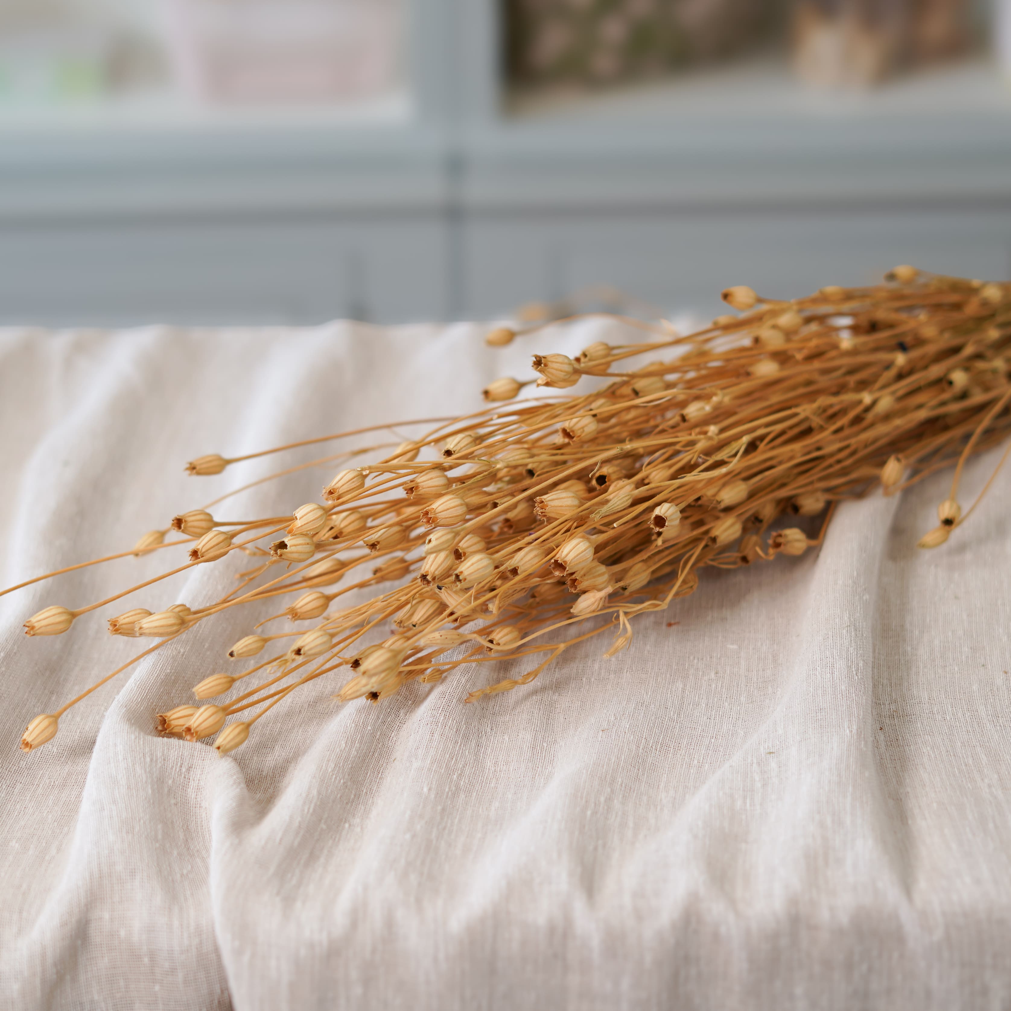 Botte de silène naturel