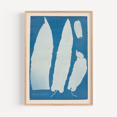 ANNA ATKINS - SKOLOPENDRIUM, 1854-1